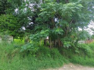 VENDA - TERRENO - BAIRRO ÓRFÃS - VILA LIANE 
